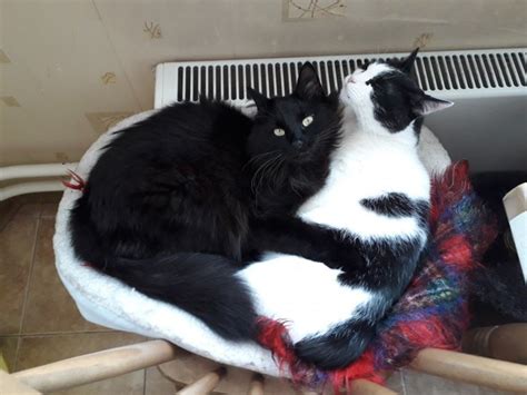 "Телячьи нежности" | Пикабу