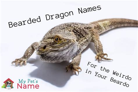 169 Bearded Dragon Names to Breathe Fire Into Your Loveable Lizard | My