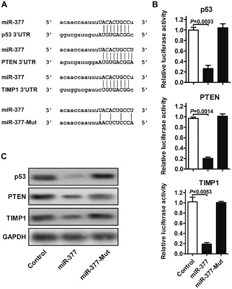 MicroRNA-377 predicts poor clinical outcome of gastric cancer and