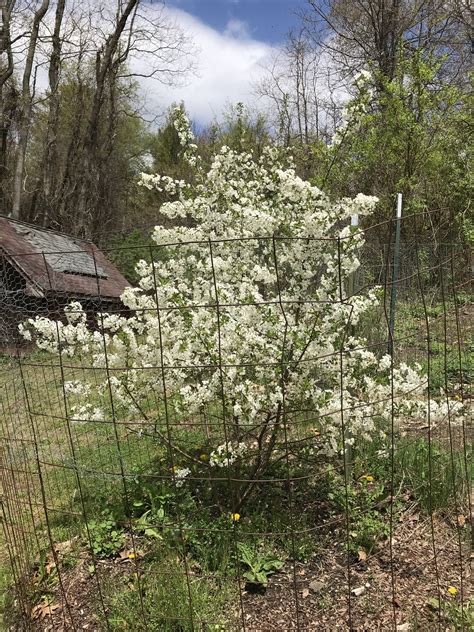 Juliet Cherry General Fruit Growing Growing Fruit