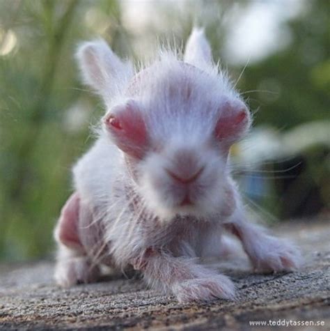 The Awkward Years Strange Hairless Rabbit Goes From Bald To Beautiful