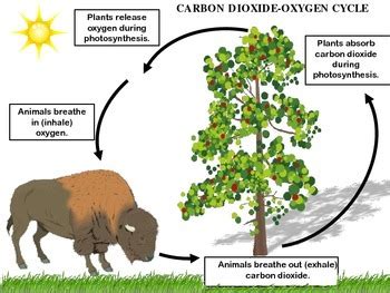 Carbon Dioxide Oxygen Cycle