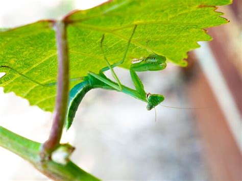 O Que Significa A Visita De Um Louva-deus Verde - Louva-a-deus verde em uma folha de uva | Foto Premium