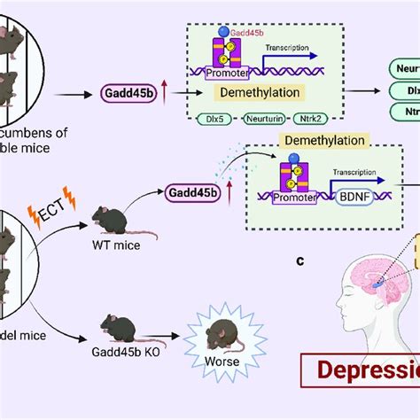 Roles Of Growth Arrest And Dna Damage Inducible Beta Gadd B In