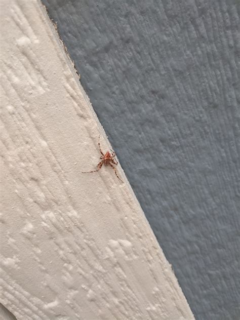 Araneus Gemmoides - Cat-Faced Spider or Jewel Spider - USA Spiders