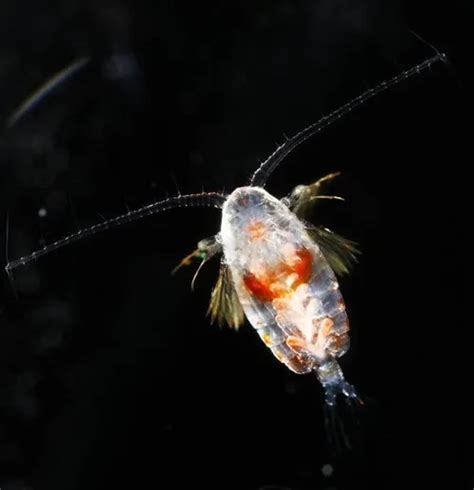 An Ode To Zooplankton The Hidden Heroes Of The Sea Smithsonian