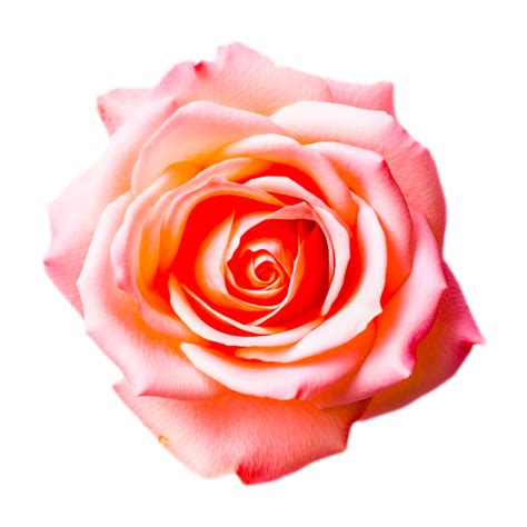 Hybrid Tea Rose Ai Generative 26757105 Png