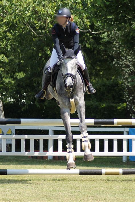 Warmblood - Dappled Grey - Jumping by OrleanTribute on DeviantArt