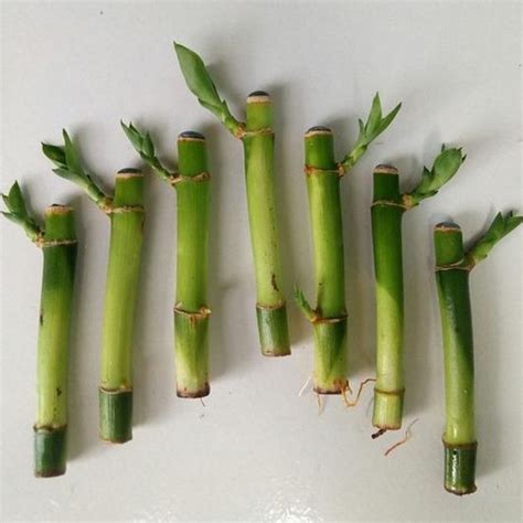 Jual Bambu Hoki Sri Rejeki Lucky Bamboo Tanaman Hias Per Batang