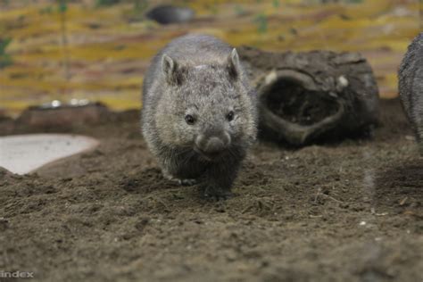 Baby wombat born at Budapest Zoo