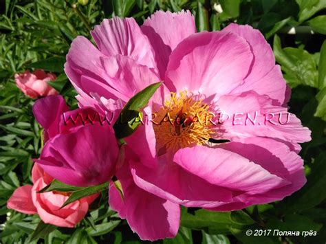 Купить пионы на Поляне грез Шумицкой Ларисы - цены, фото, описание