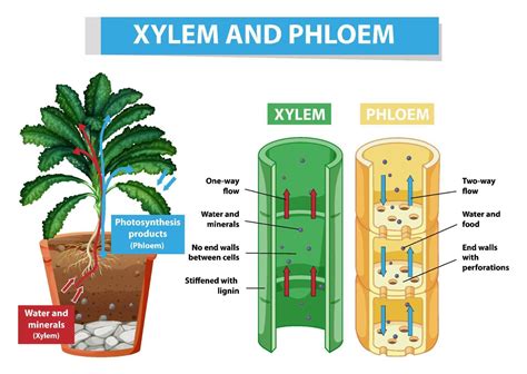 function   xylem  phloem   plant cell diagram