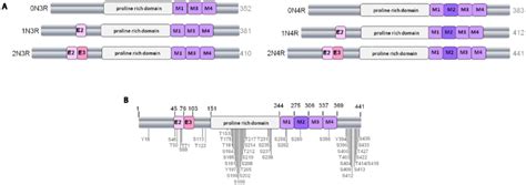 The Human Tau Gene And Six Protein Isoforms A The Six Isoforms Of