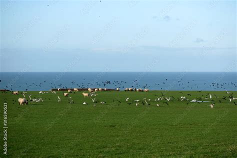 Sheep Grazing By The Sea Stock Photo Adobe Stock