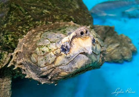 Alligator Snapping Turtle Bite Force : Some myths claim that alligator ...