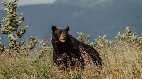 Black Bear Fact Sheet Blog Nature Pbs