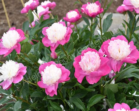 The Gay Paree Peony Adelman Peony Gardens