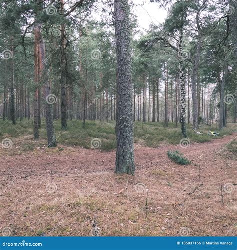 Naked Pine Tree Forest Before Winter Vintage Retro Look Stock Photo Image Of Pine