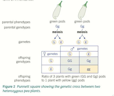 Genetic Diagrams To Show Patterns Of Inheritance Flashcards Quizlet