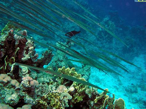 Рыба Флейта Фото — Фото Картинки