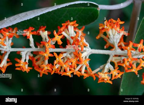 Buddleja Nicodemia Hi Res Stock Photography And Images Alamy