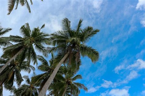 Cocoteros Altos Y Verdes Que Viven Cerca De La Playa Imagen De Archivo