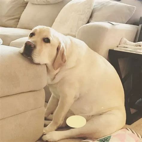 14 great facts about labradors you didn t know – Artofit