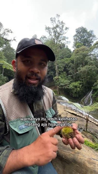 Dapet Buah Chestnut Atau Saninten Di Curug 🌰 Bmboutdoordivision Youtube