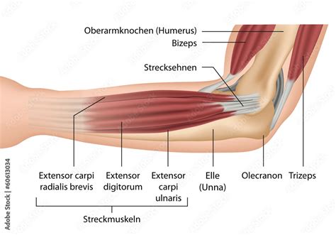 Muskeln Unterarm Anatomie Mit Beschreibung Deutsch Stock Vektorgrafik