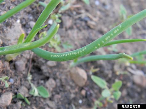 New Allium Pest of Concern – Allium leaf miner – ONvegetables