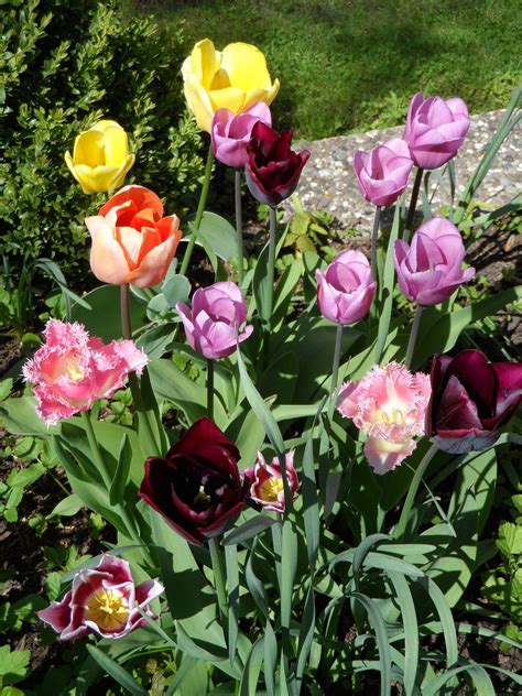 Hamparan Bunga Tulip Jeruk Foto Gratis Di Pixabay Pixabay