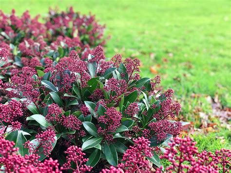 Skimmia Japonica Rubella Groenblijvende Dwergstruik Kopen