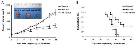 A Tumor Growth Curve The Tumor Growth Was Assessed Every 3 Days