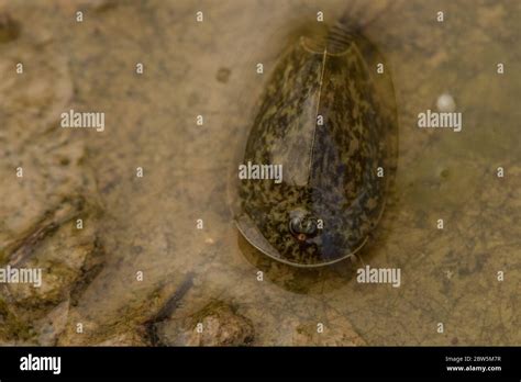 Vernal Pool Tadpole Shrimp Lepidurus Packardi An Endangered Species