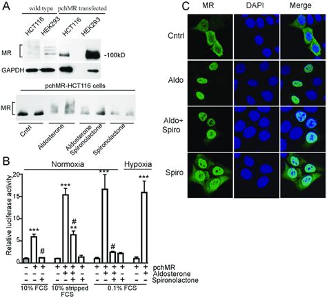 Human Mineralocorticoid Receptor Can Be Functionally Activated In