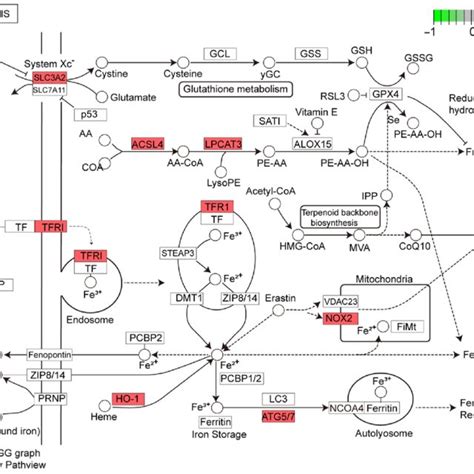 Kegg Pathway Analysis Of Ferroptosis Red Represents The Leading Edge