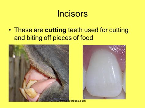 Powerpoint On Types Of Teeth