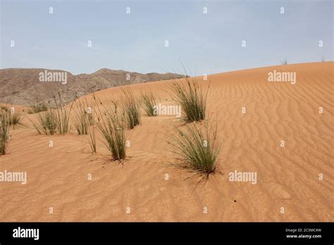 Beautiful Sand Ripples In Arabian Desert Sand Dunes Wind Action