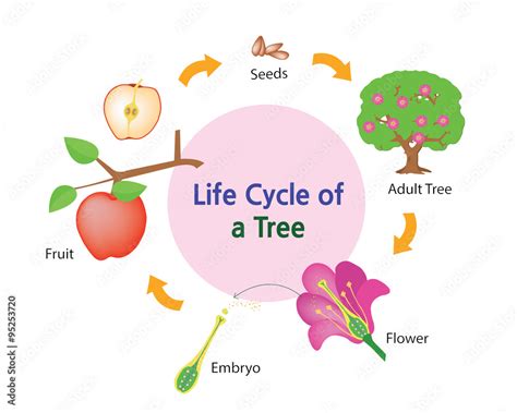 This Picture Shows The Life Cycle Of A Tree Stock Vector Adobe Stock