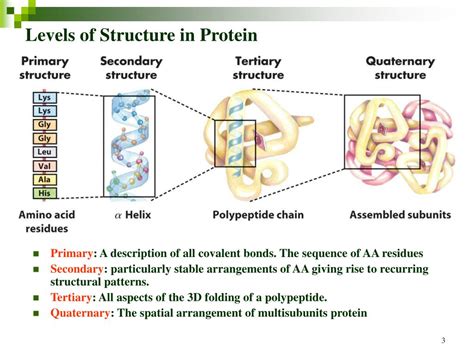 Ppt Chapter 4 The Three Dimensional Structure Of Proteins Powerpoint