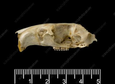 Antillean Giant Rice Rat Skull Stock Image C010 1985 Science