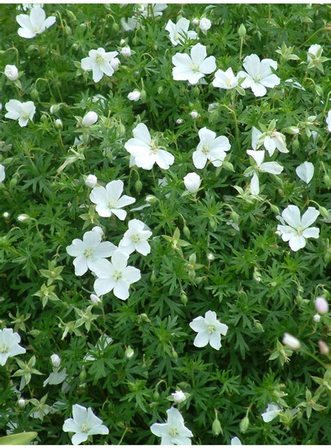 Geranium Sanguineum Album The Beth Chatto Gardens