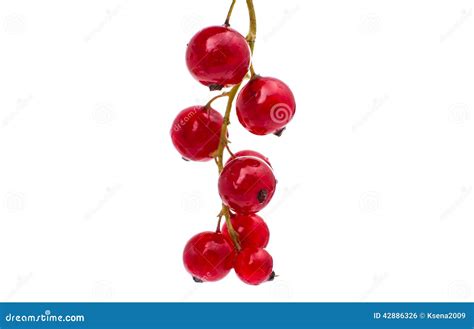 Red Currant Stock Photo Image Of Currant Fruit Nature 42886326