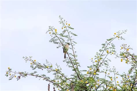 3 Makna Lagu Burung Kutilang Ciptaan Wanita Hebat Dari Sukabumi Jawa