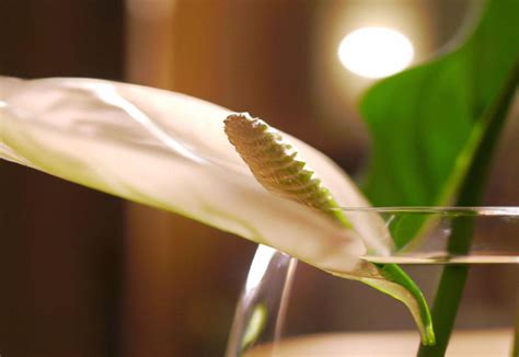 How To Grow A Peace Lily In Water Allotinabox