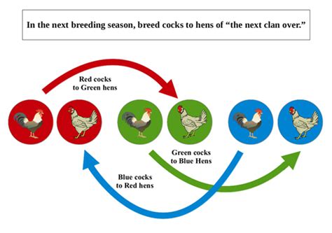 How To Breed Chickens Using The Clan Mating System Mother Earth News