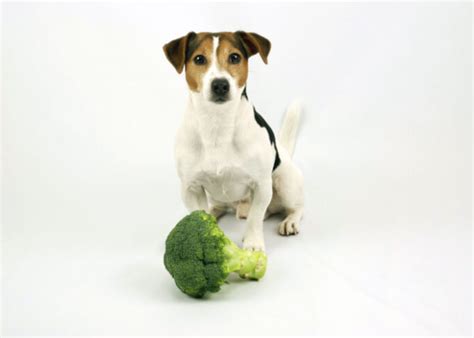 Can Dogs Eat Broccoli 6 Health Benefits For Your Fido Top Dog Tips