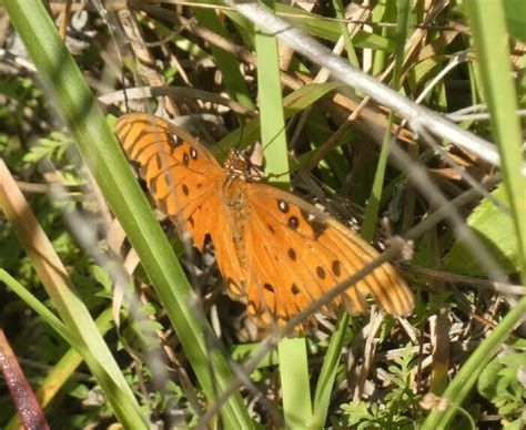 Gulf Fritillary From Florida Citrus Withlacoochee State Forest Trail