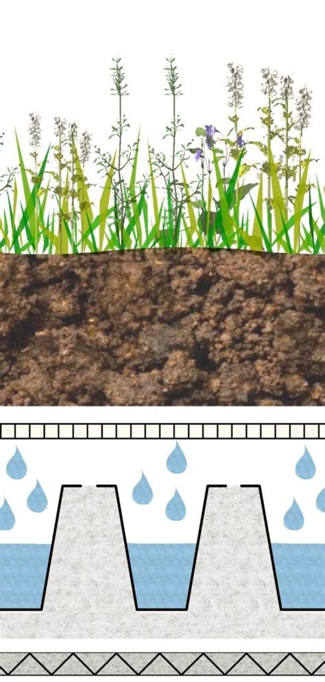 Cg Extensive Moss Sedum Climagrün Systemlösungen 2025
