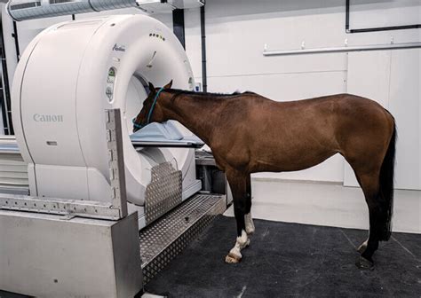 Bringing The Most Advanced Diagnostic Imaging To Equine Athletes